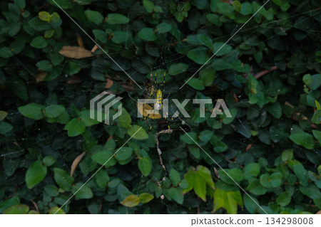 A Joro spider in the center of a cloud nest A Joro spider in the center of a cloud nest 134298008