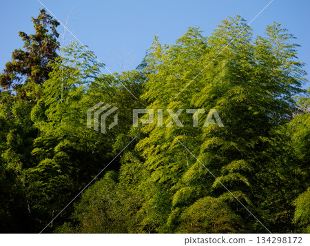Bamboo Grove Swaying Under a Winter Sky 134298172