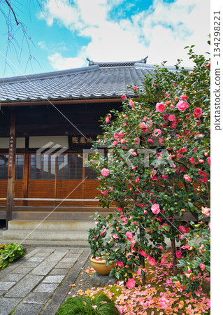 Kyoto Jizoin Temple (Camellia Temple) Five-colored double-petaled camellia (Kita Ward, Kyoto City, Kyoto Prefecture) 134298221