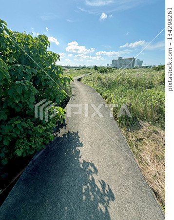 Curving concrete path through lush green reeds under a bright blue sky with clouds 134298261