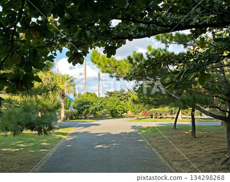 Sunny park pathway lined with lush green trees and dappled sunlight on a clear day 134298268