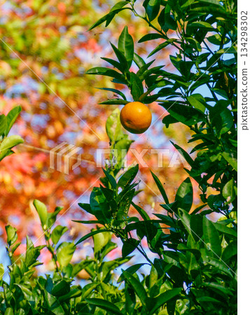 Citrus Fruit Ripening in Winter Light 134298302