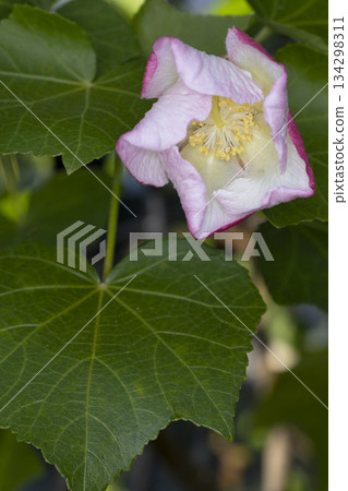 Saxis肌肉 134298311