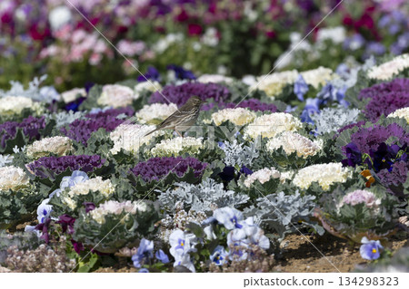 Tahi Bali Tahi Bali 134298323