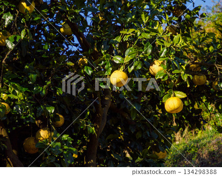 Citrus Fruit Ripening in Winter Light 134298388