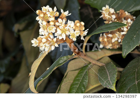 Flower of loquat Flower of loquat 134298397