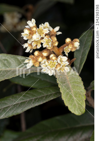 Flower of loquat Flower of loquat 134298398