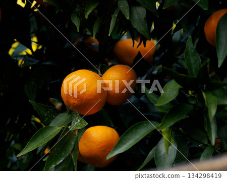 Citrus Fruit Ripening in Winter Light Citrus Fruit Ripening in Winter Light 134298419