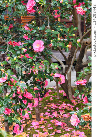 京都地藏院（山茶寺）五色重瓣山茶花（京都府京都市北區） 134298448