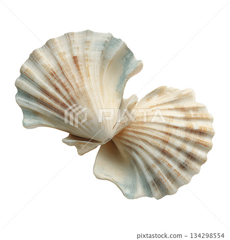 Clams Resting on a White Surface After Being Collected From the Beach During Low Tide. 134298554