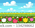 Colorful tulip garden pixel art with blue sky and cloud background in spring. 134298662