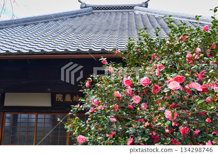 京都地藏院(山茶寺)五色重瓣山茶花(京都府京都市北區) 京都地藏院(山茶寺)五色重瓣山茶花(京都府京都市北區) 134298746