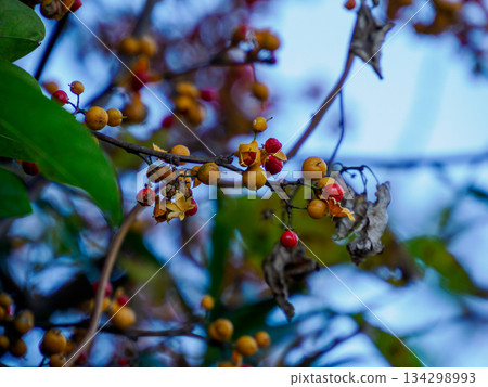 枝頭的冬日苦甜 枝頭的冬日苦甜 134298993