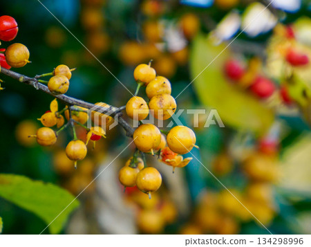 Winter Bittersweet on Branch 134298996