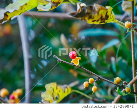 枝頭的冬日苦甜 134299071