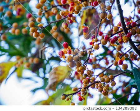 枝頭的冬日苦甜 枝頭的冬日苦甜 134299098