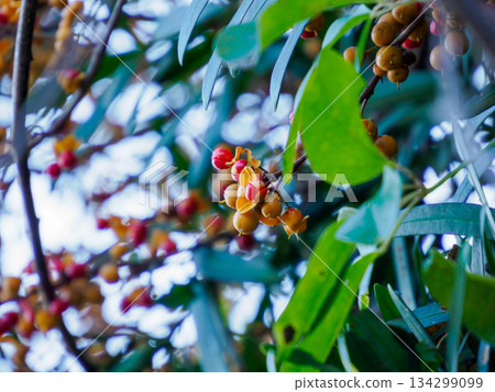 枝頭的冬日苦甜 134299099