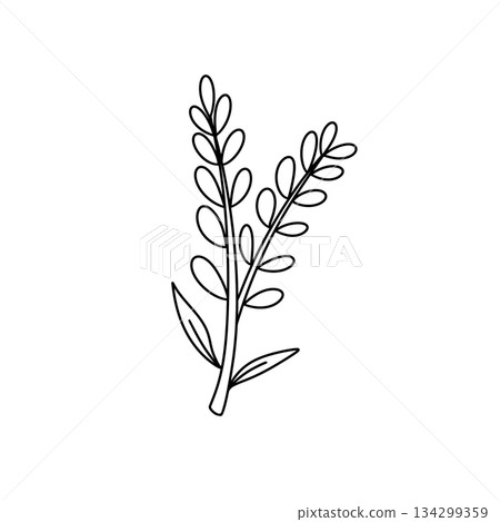 A thin, long leafy plant with a stem 134299359