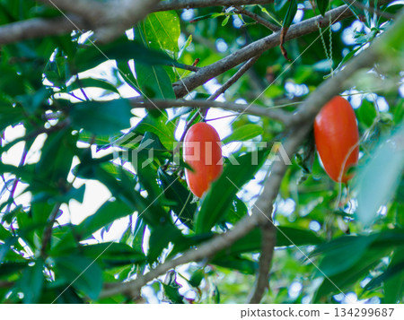 Red Trichosanthes in Winter 134299687
