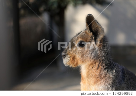 Close-up of Mara's face as she turns to the side 134299892