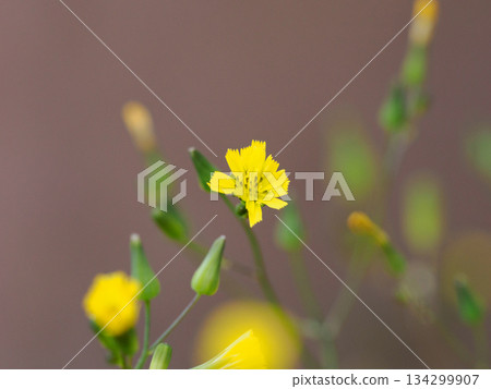 日本楊梅花,開出小小的黃色花朵 日本楊梅花,開出小小的黃色花朵 134299907