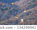 Group flight of crested ibises 134299941