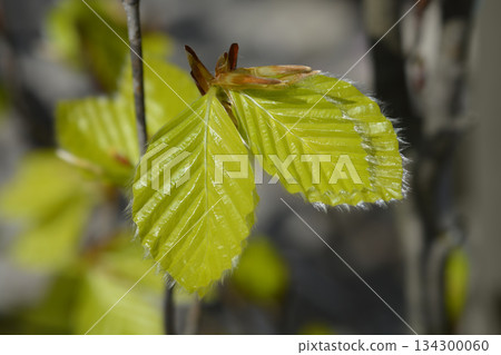 Beech Dawyck Gold Beech Dawyck Gold 134300060