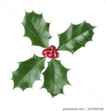 Bright Red Holly Berries Surrounded by Glossy Green Leaves During the Holiday Season 134300540