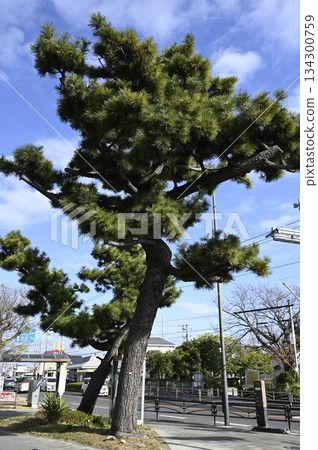 老東海道杉木行樹 老東海道杉木行樹 134300759