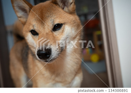 Shiba Inu watching Shiba Inu watching 134300891