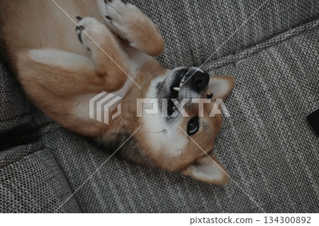 sleeping dog sleeping dog 134300892