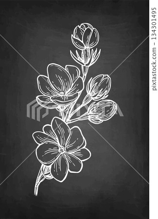 Jasmine Sambac Maid of Orleans branch chalk sketch Jasmine Sambac Maid of Orleans branch chalk sketch 134301495