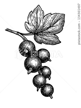 Blackcurrant branch ink sketch Blackcurrant branch ink sketch 134301497