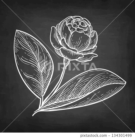 Jasmine Sambac Grand Duke of Tuscany chalk sketch. 134301499