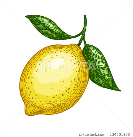 Lemon with leaves. Hand drawn illustration 134301500