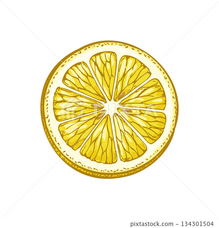 Lemon slice. Hand drawn vintage illustration. 134301504
