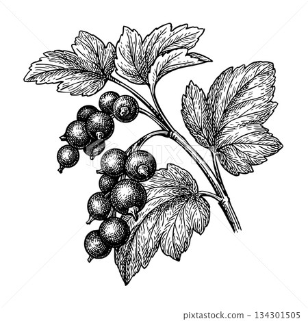 Blackcurrant branch. Engraving style illustration. Blackcurrant branch. Engraving style illustration. 134301505