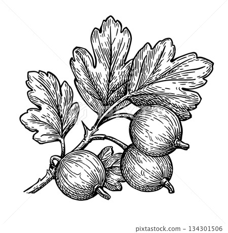 Gooseberries branch. Hand drawn ink sketch. Gooseberries branch. Hand drawn ink sketch. 134301506