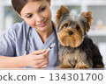 A vet prepares a syringe while a small dog sits calmly on the table. The setting is a clinic with medical supplies visible 134301700
