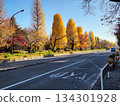 The golden ginkgo trees of University Street in Kunitachi City 134301928