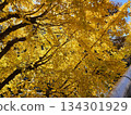 Sunlight filtering through the golden ginkgo trees 134301929