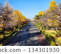 The golden ginkgo trees of University Street in Kunitachi City 134301930