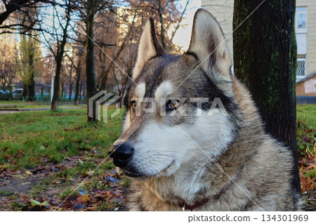 Wise loyal Siberian Laika Husky dog faithfully awaits its owner Wise loyal Siberian Laika Husky dog faithfully awaits its owner 134301969