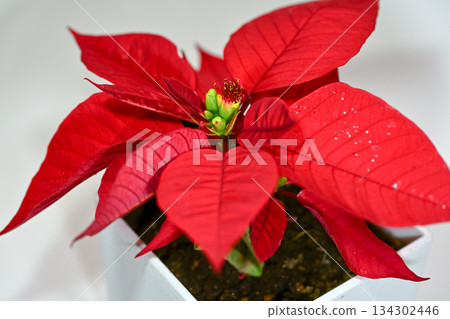 Poinsettia Poinsettia 134302446