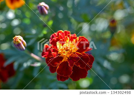 Marigold Marigold 134302498