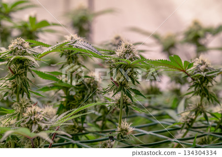 female early blossom marijuana SoG Sea of Green net hemp cultivation technique Growing pot indoor bloom stage growth Medical female early blossom marijuana SoG Sea of Green net hemp cultivation technique Growing pot indoor bloom stage growth Medical 134304334
