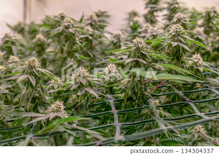 female early blossom marijuana SoG Sea of Green net hemp cultivation technique Growing pot indoor bloom stage growth Medical female early blossom marijuana SoG Sea of Green net hemp cultivation technique Growing pot indoor bloom stage growth Medical 134304337