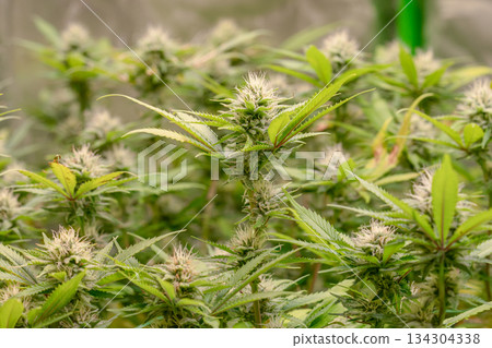 female early blossom marijuana SoG Sea of Green net hemp cultivation technique Growing pot indoor bloom stage growth Medical female early blossom marijuana SoG Sea of Green net hemp cultivation technique Growing pot indoor bloom stage growth Medical 134304338