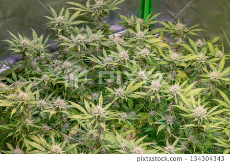 female early blossom marijuana SoG Sea of Green net hemp cultivation technique Growing pot indoor bloom stage growth Medical female early blossom marijuana SoG Sea of Green net hemp cultivation technique Growing pot indoor bloom stage growth Medical 134304343