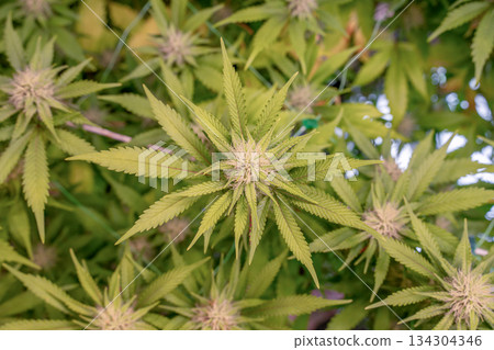 female early blossom marijuana SoG Sea of Green net hemp cultivation technique Growing pot indoor bloom stage growth Medical female early blossom marijuana SoG Sea of Green net hemp cultivation technique Growing pot indoor bloom stage growth Medical 134304346